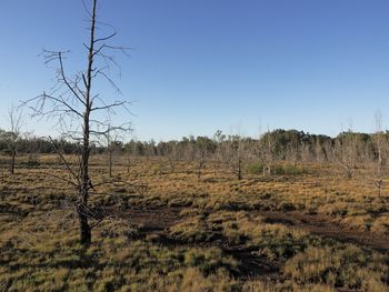 Plants growing on land against clear sky