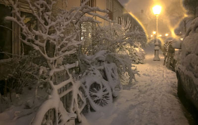 View of illuminated trees in snow