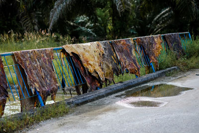 Cow skin,the process of drying the cow's skin for the use of compost and drums