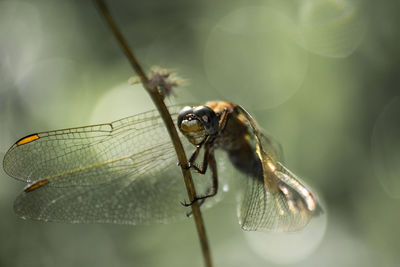 Close-up of dragonfly