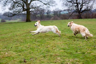 Dogs running on grassy field