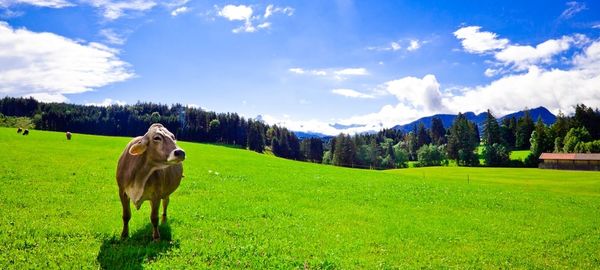 Scenic view of grassy field against cloudy sky