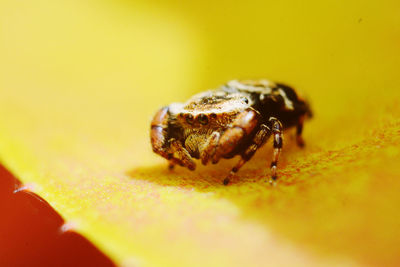 Close-up of spider