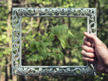 Close-up of hand holding plant