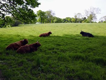 Highland cows in a field