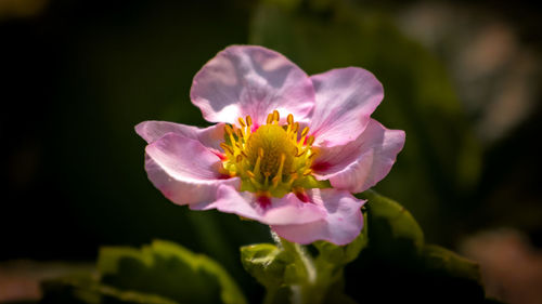 Close-up of pink flower