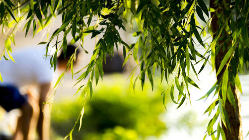 Low angle view of plants hanging on tree