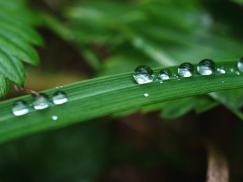 Close-up of water drops on leaf