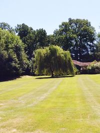 Trees on field against clear sky