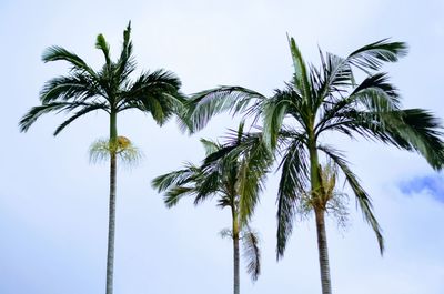 Low angle view of palm trees against sky