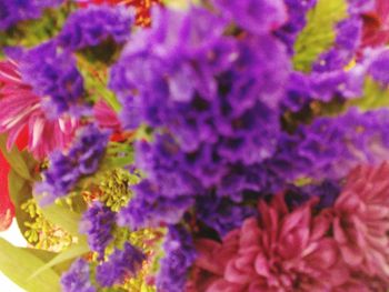 Close-up of purple flowers