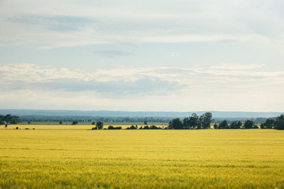 Scenic view of agricultural field against sky