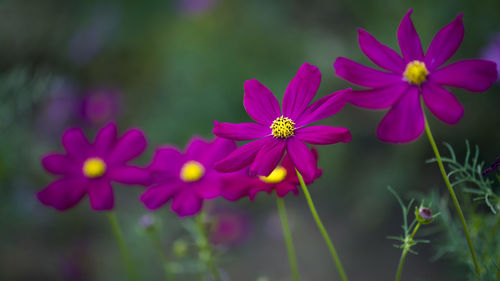 Close-up of pink flowering plants