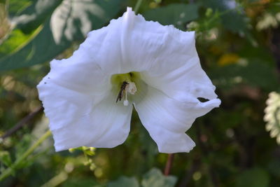 Close-up of white flower