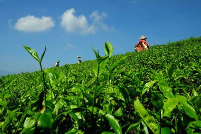 Plants growing on field against sky