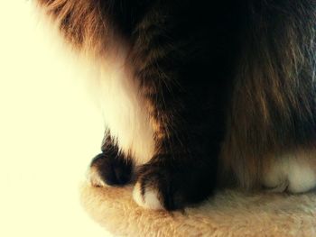 Close-up of cat