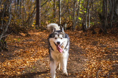 Portrait of dog sticking out tongue in forest