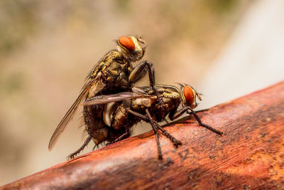 Close-up of fly on wood