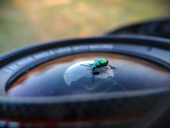 Close-up of fly on leaf