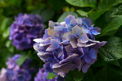 Close-up of purple hydrangea flowers