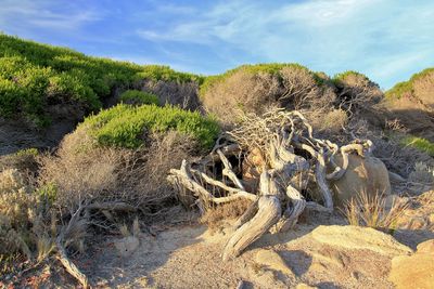 View of driftwood on landscape against sky
