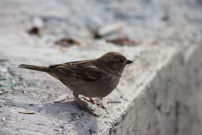 Close-up of bird perching outdoors