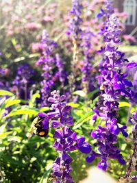 Close-up of bee on purple flowers