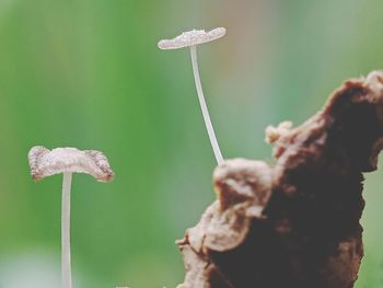 Close-up of mushroom growing on plant
