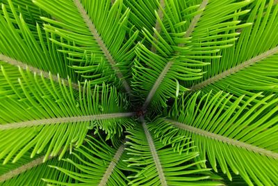 Full frame shot of green leaf