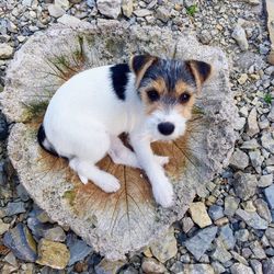 High angle view of puppy on rock