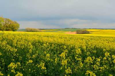 Scenic view of oilseed rape field against sky