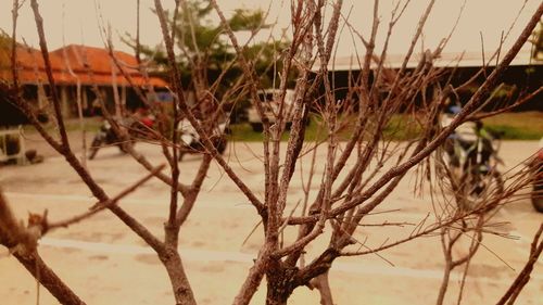 Close-up of bare trees by lake