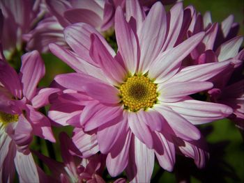 Close-up of pink flowering plants