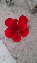 Close-up of red flower