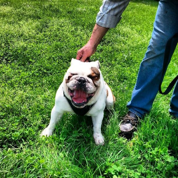 Smiley dog 😃🐶