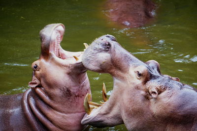 Male hippopotamus fighting in lake