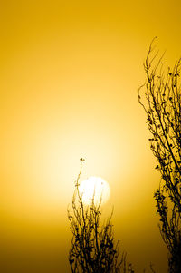 Low angle view of bare tree against sky during sunset