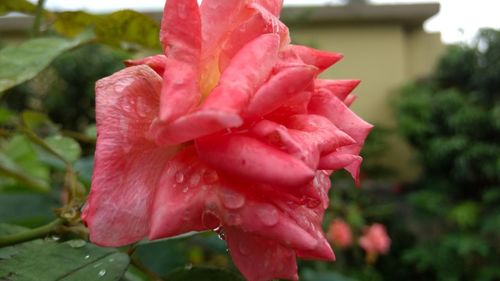 Close-up of pink flower blooming outdoors