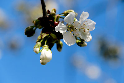 Close-up of white cherry blossoms