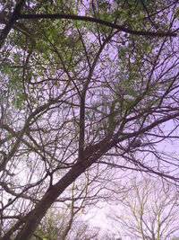 Low angle view of trees