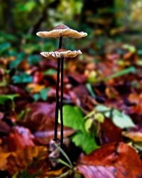 Close-up of mushroom growing on field