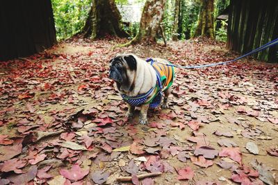 High angle view of dog on leaves during autumn