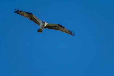 Low angle view of eagle flying against clear blue sky