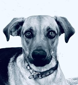 Close-up portrait of dog wearing sunglasses