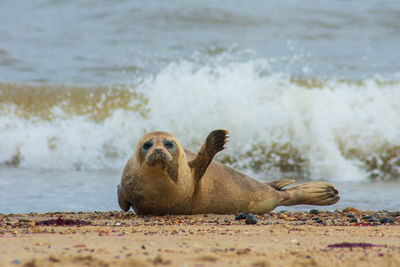 Seal on horsey beach. august 11th 2019