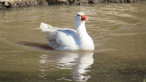 Swan swimming in lake