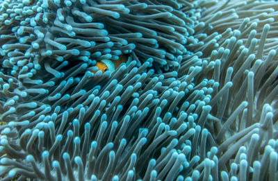 Clown fish in an anemone underwater