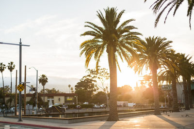 Palm trees by road in city against sky