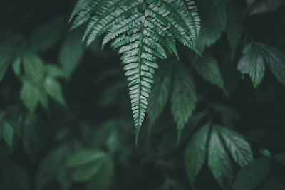 Close-up of fern leaves