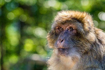 Close-up of monkey sitting outdoors